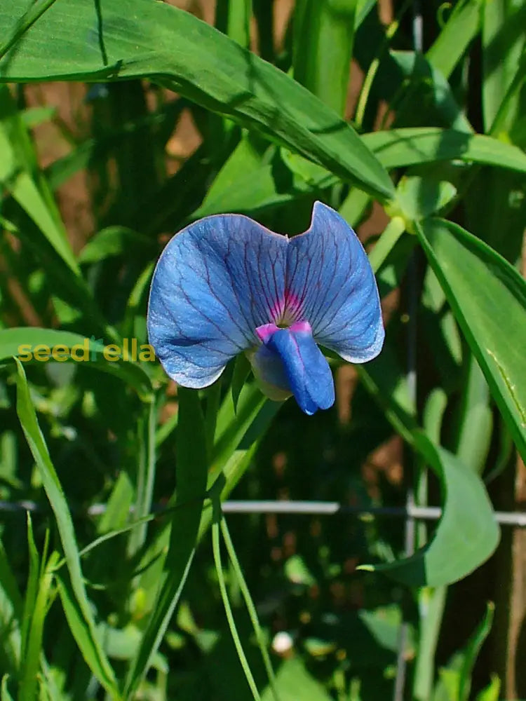 Blue Lathyrus Sativus Flower Seeds For Easy Planting