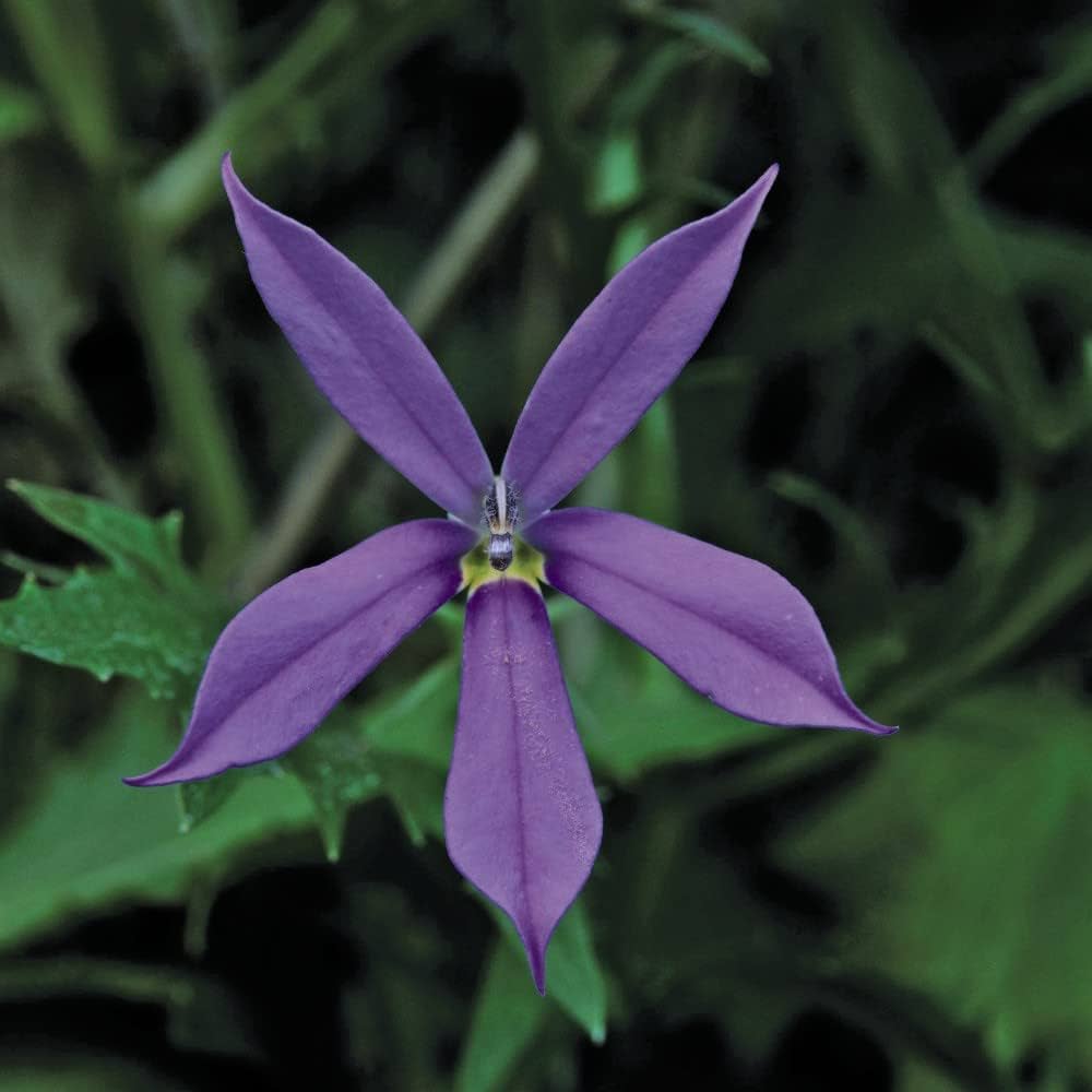 Blue Laurentia Axillaris seeds for vibrant garden blooms
