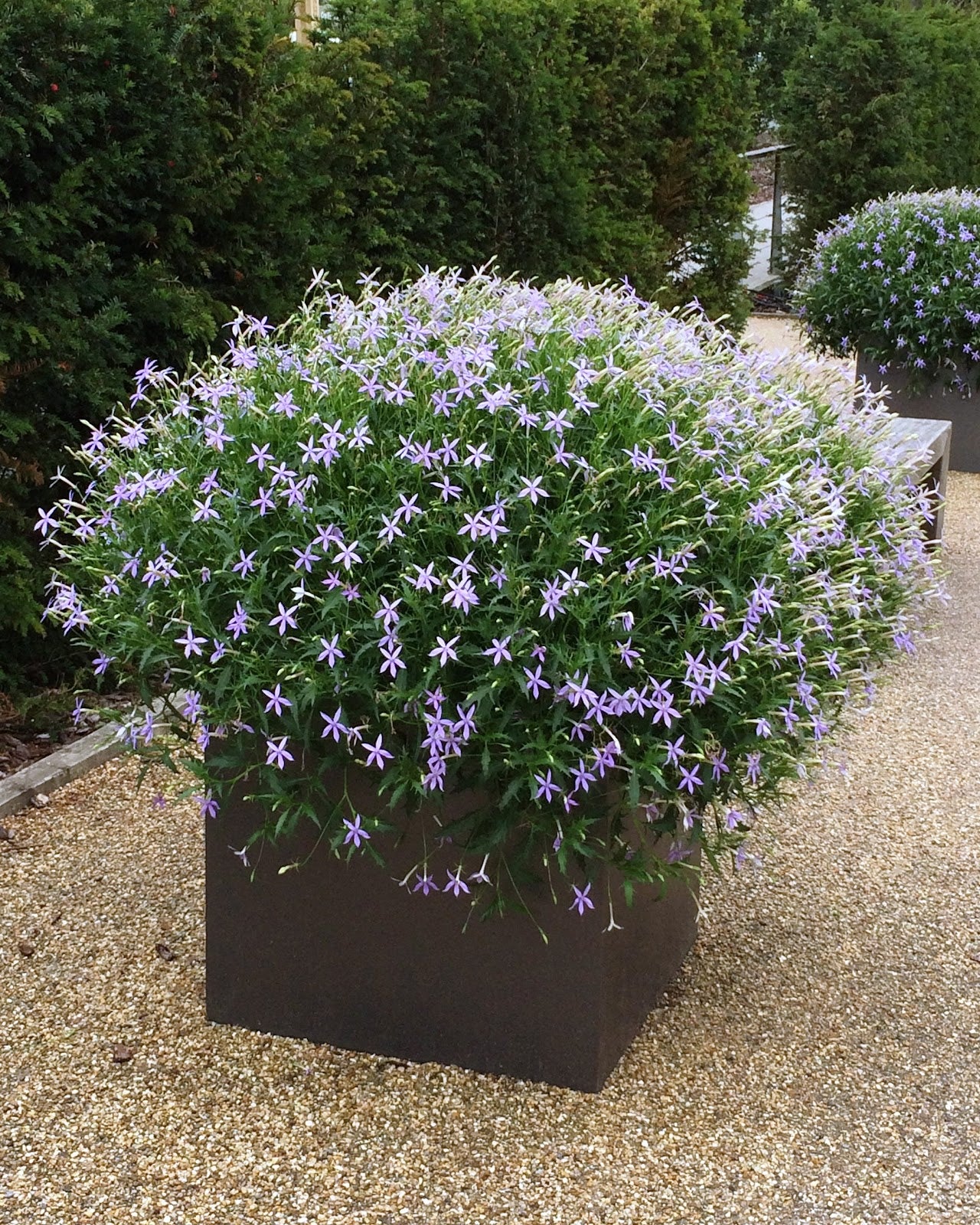 Blue Laurentia Axillaris seeds for borders and garden beds
