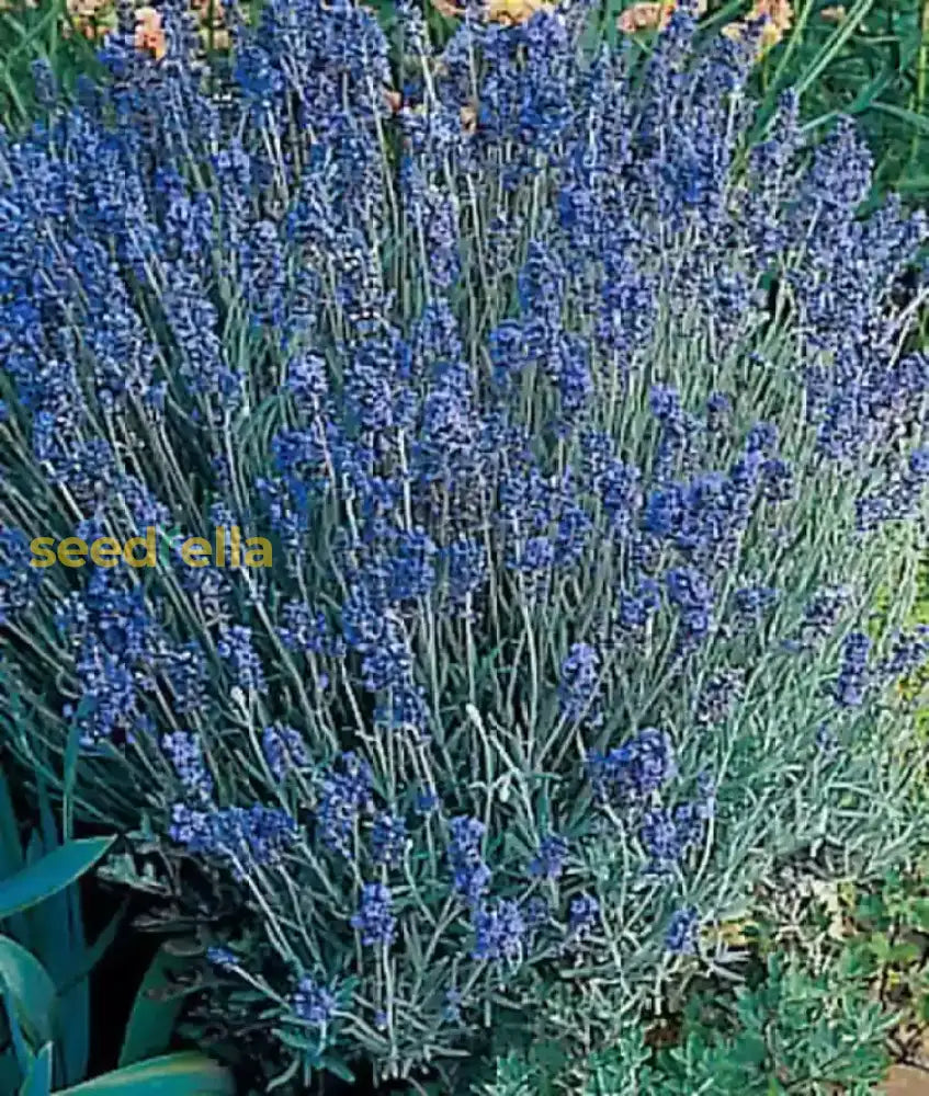 Blue Lavender Flower Seeds For Easy Planting