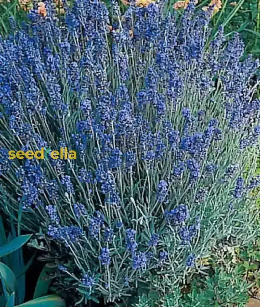 Blue Lavender Flower Seeds For Easy Planting