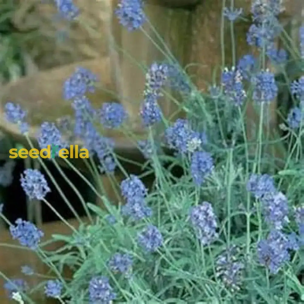 Blue Lavender Flower Seeds For Easy Planting