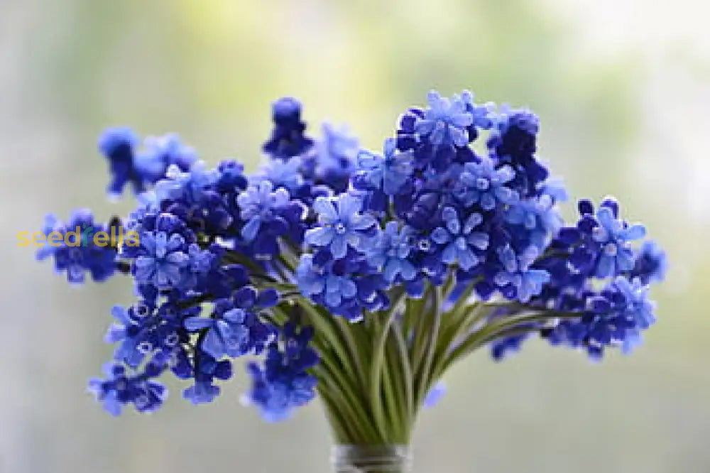 Blue Lavender Flower Seeds For Fragrant Planting