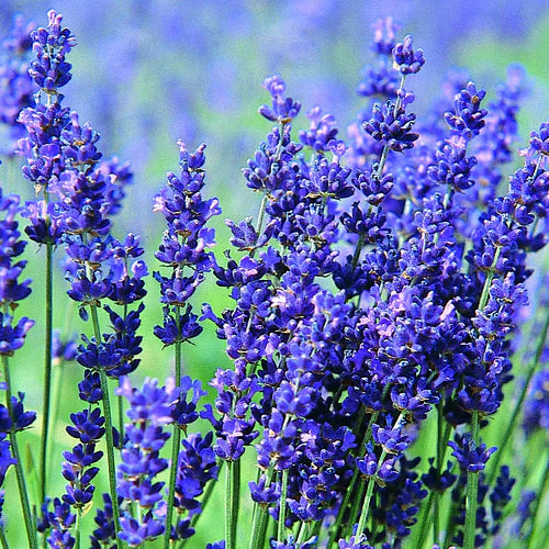 Blue Lavender Flower Seeds for Fragrant Garden Planting