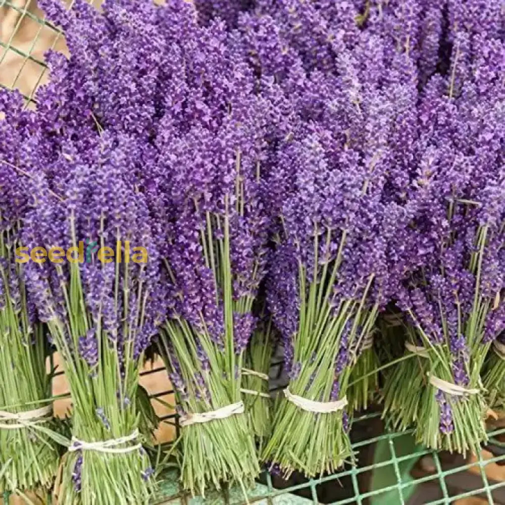 Blue Lavender Seeds For Easy Planting And Harvesting Flower