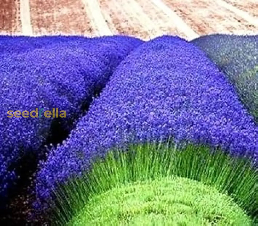 Blue Lavender Seeds For Easy Planting And Harvesting Flower