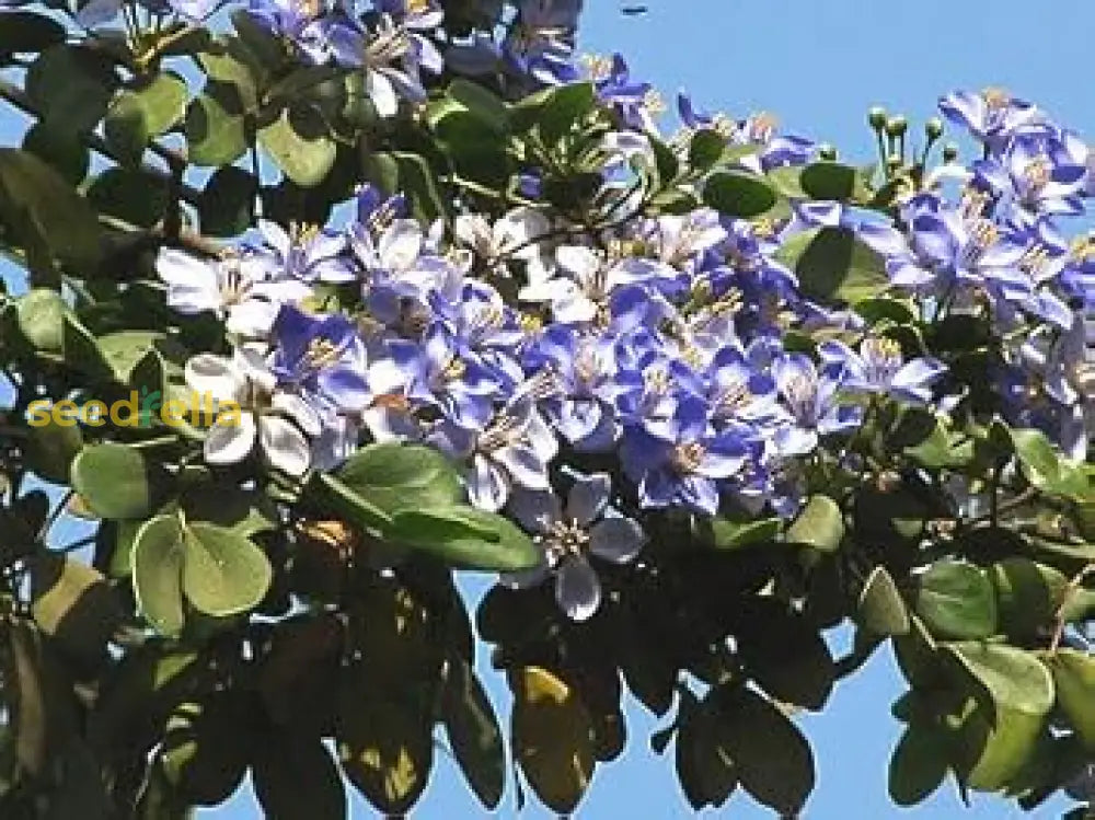 Blue Lignum Vitae Flower Seeds Collection For Planting