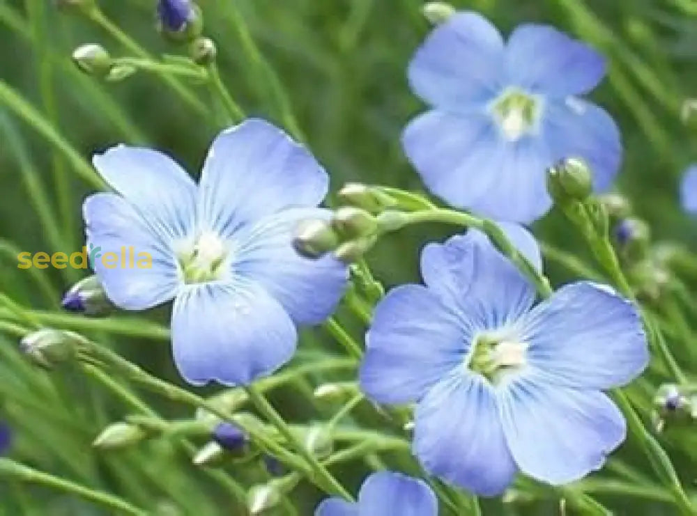 Blue Linum Flower Seeds For Planting