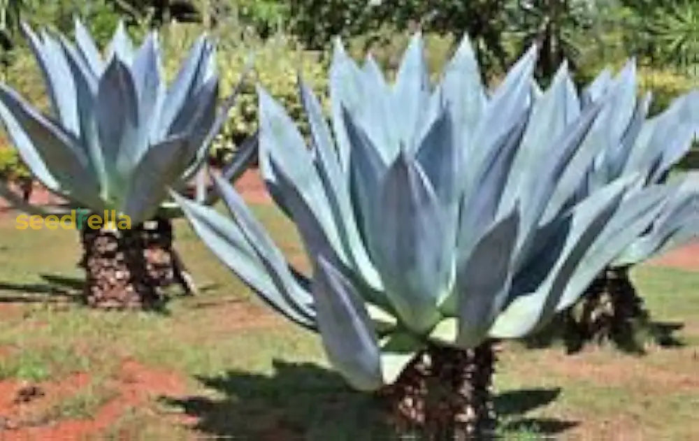 Blue Maguey Aloe Plant Seeds For Easy Planting Seeds