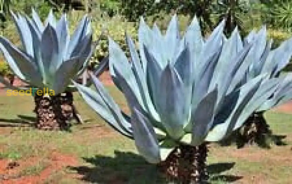 Blue Maguey Aloe Plant Seeds For Easy Planting Seeds