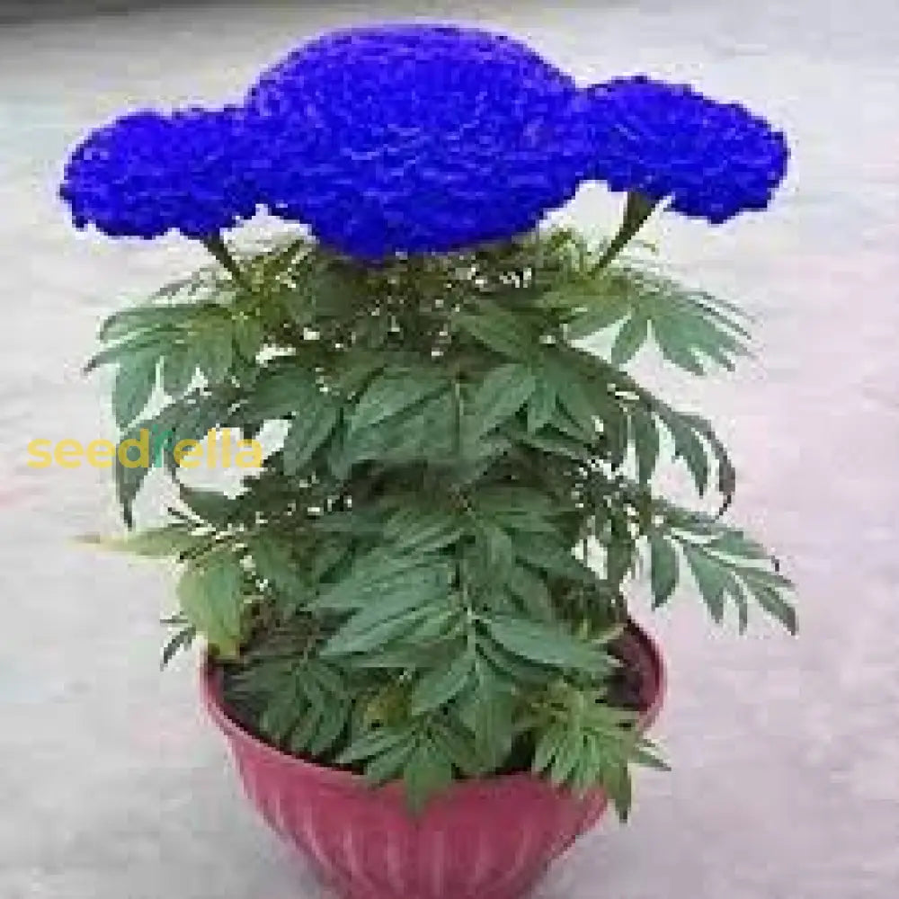 Blue Maidenhair Flower Seeds For Planting  Premium Quality