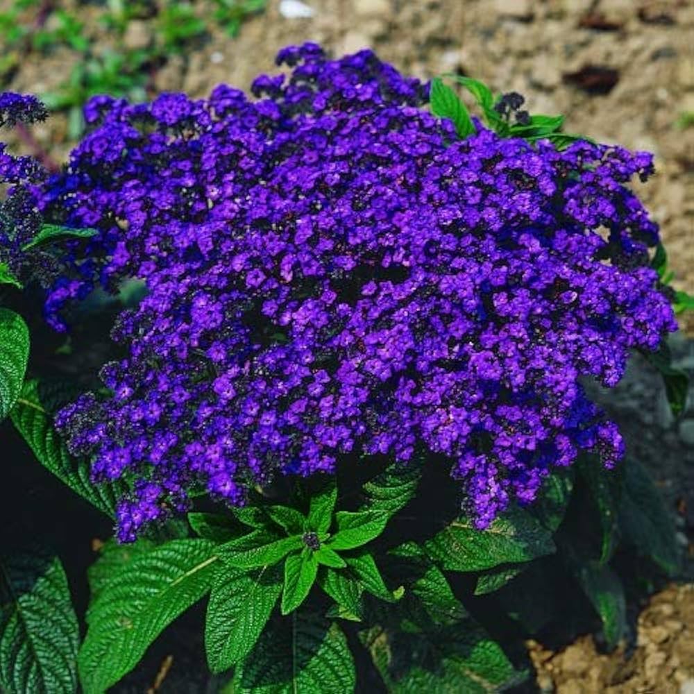 Blue Marine Flower Seeds for Planting – Oceanic Blue Blooms