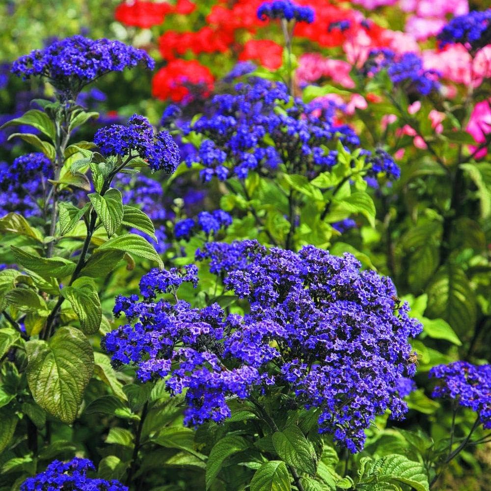 Blue Marine Flowers Growing in Garden Beds