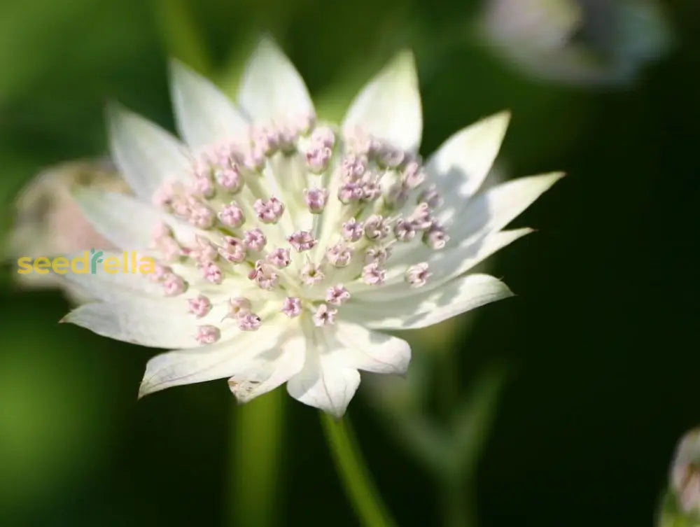 Blue Masterwort Seeds For Planting  Astrantia Major Flowers Flower