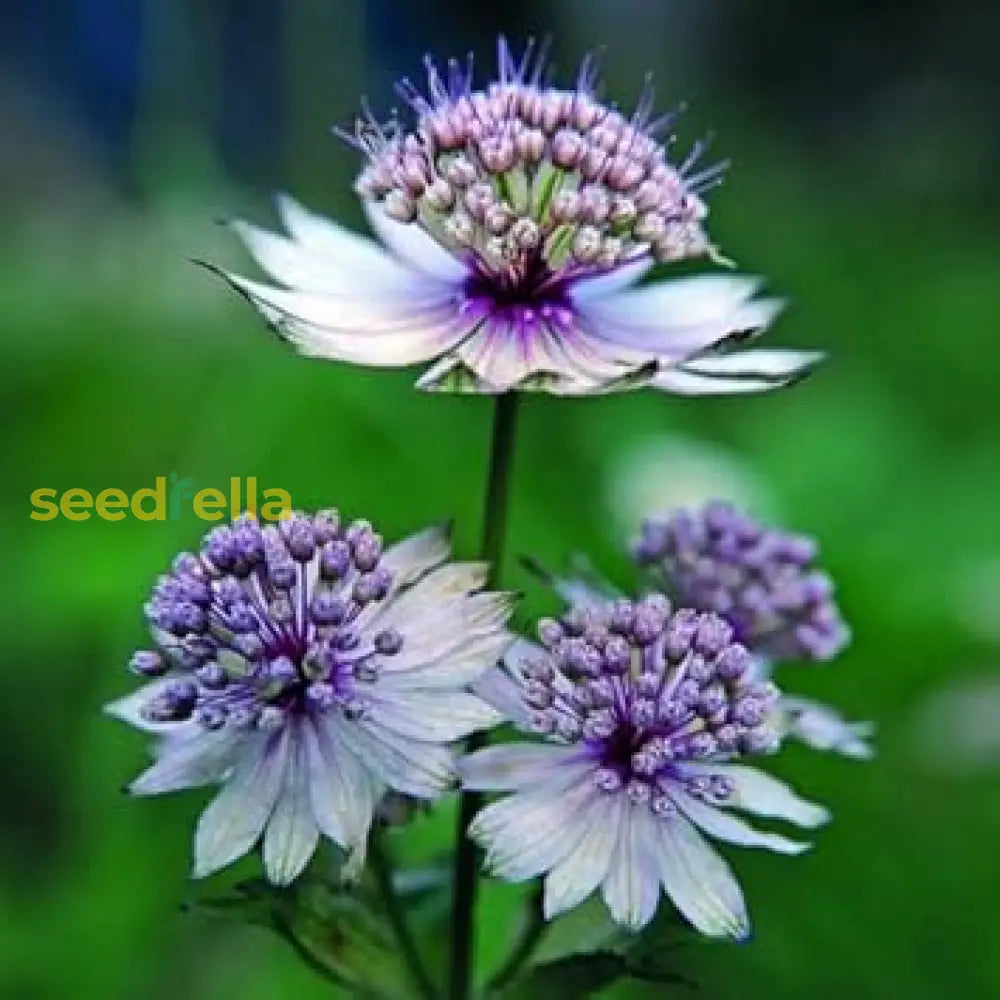 Blue Masterwort Seeds For Planting  Astrantia Major Flowers Flower