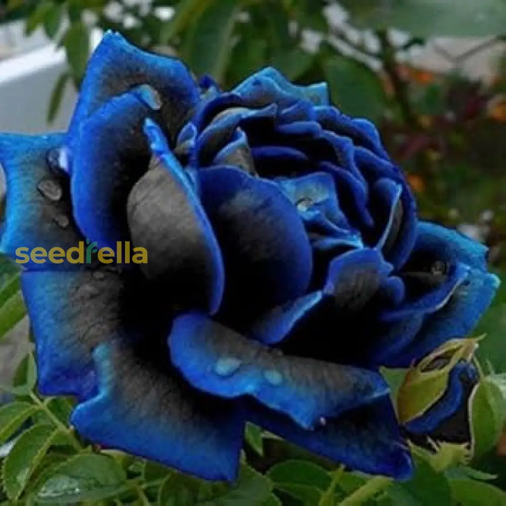 Blue Midnight Rose Seeds For Planting Flower