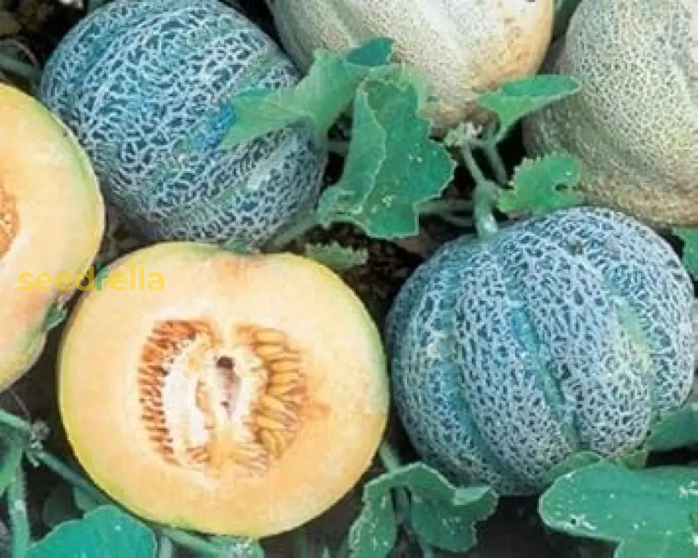 Blue Minnesota Melon Seeds for Planting in Home Gardens