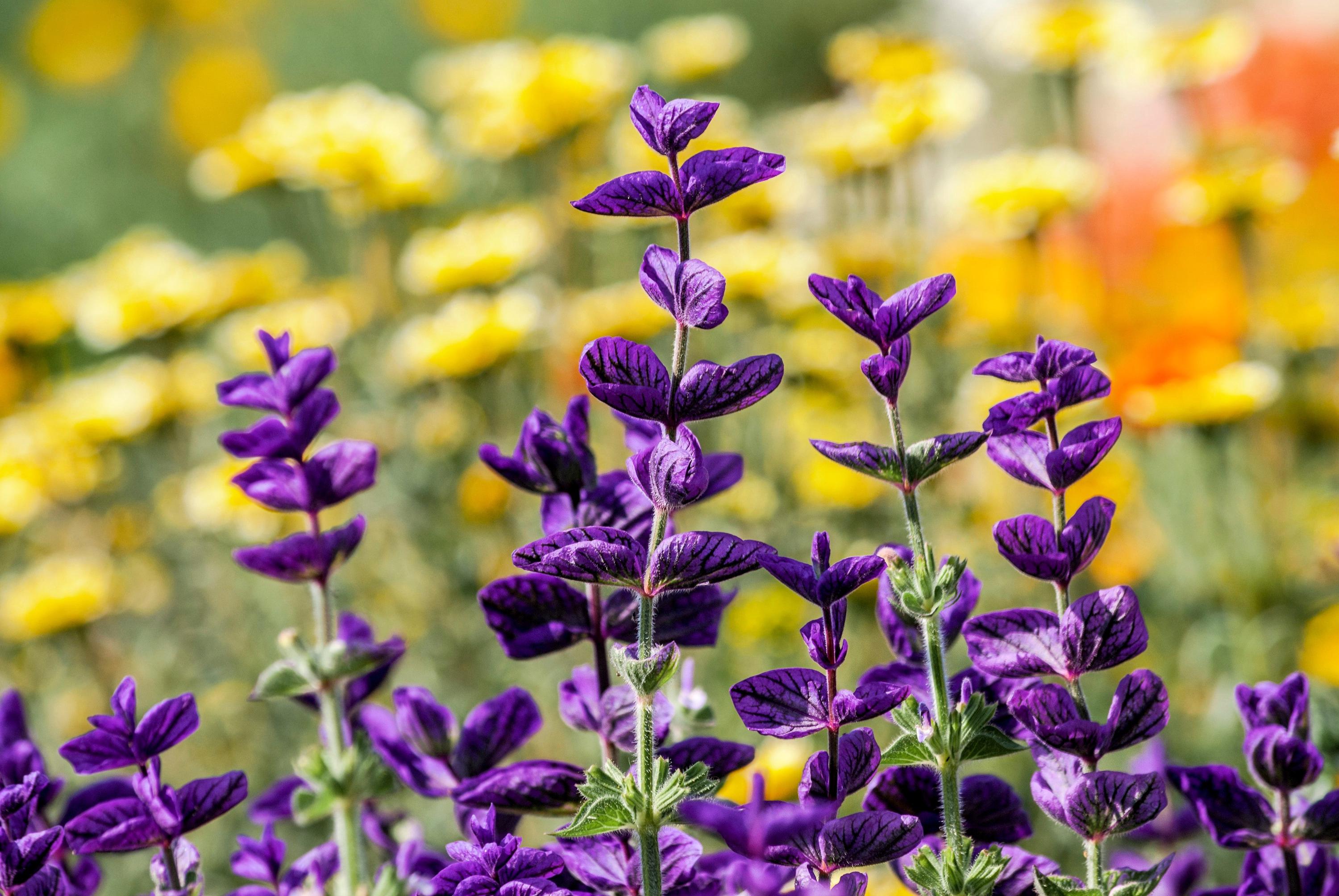 Blue Monday Clary Sage herb with colorful blue-violet blooms