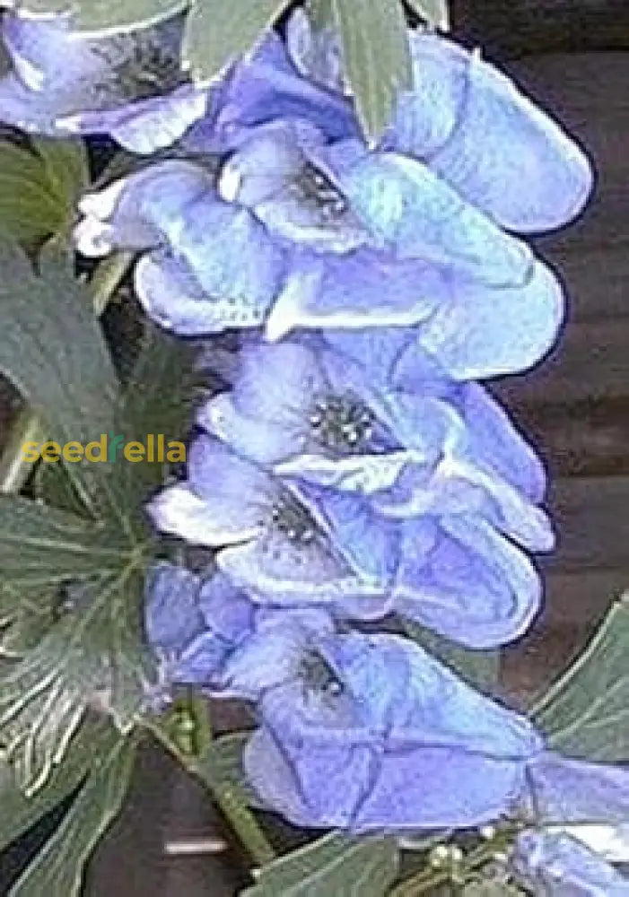 Blue Monkshood Seeds For Planting - Premium Flower