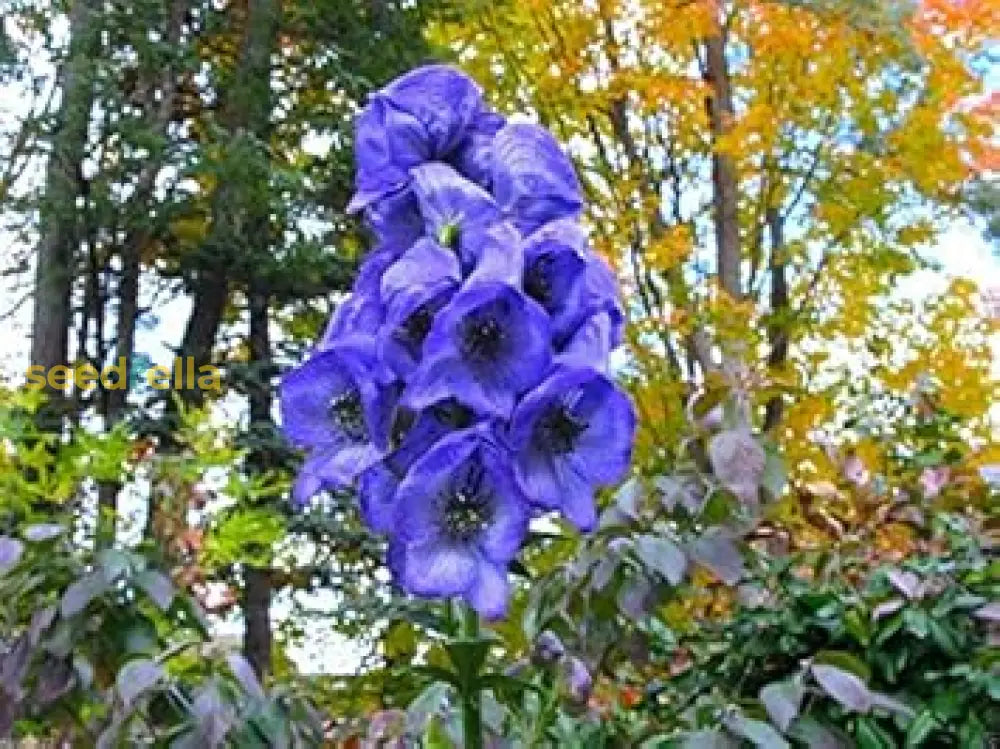 Blue Monkshood Seeds For Planting - Premium Flower