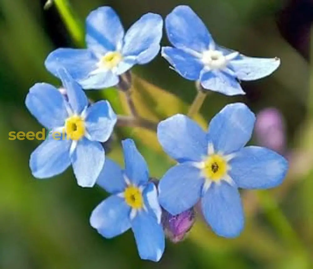 Blue Myosotis Seeds For Planting Flower