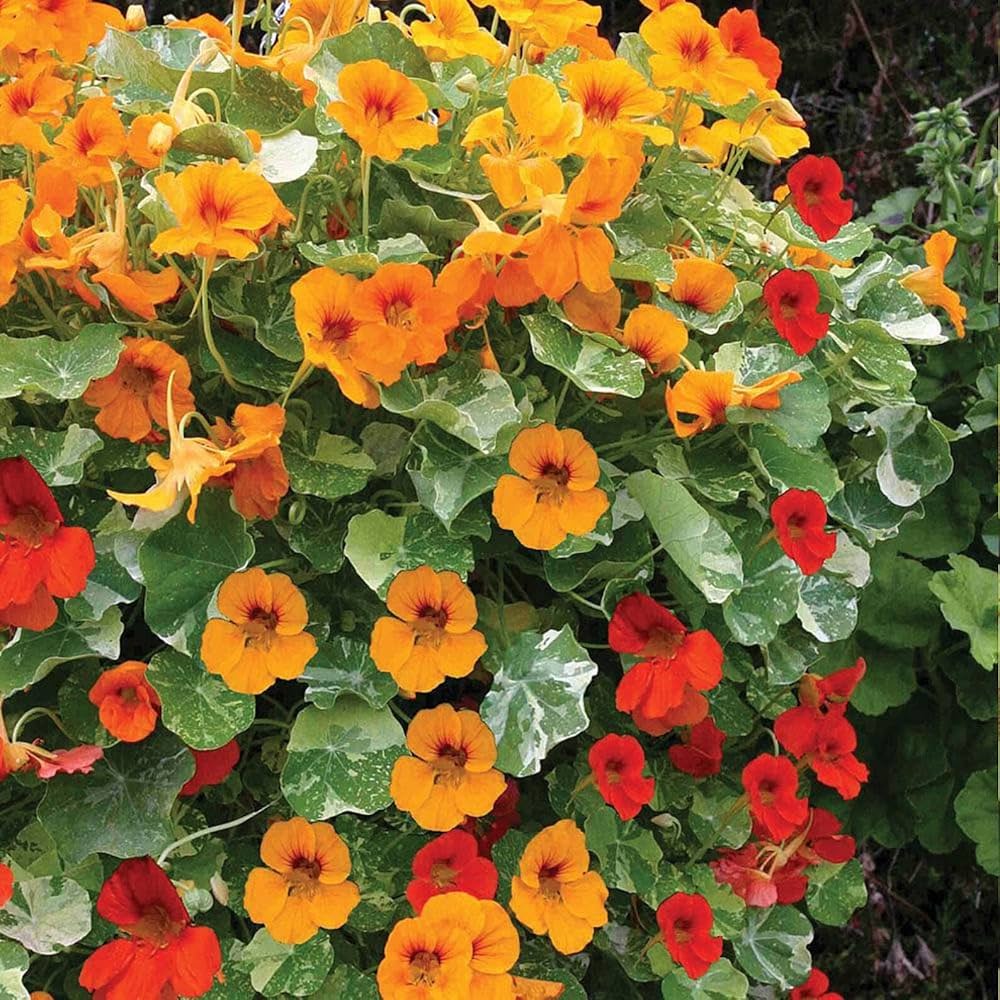 Blue Nasturtium Flowers in Hanging Basket