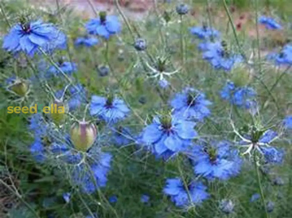 Blue Nigella Jekyll Seeds For Planting Flower