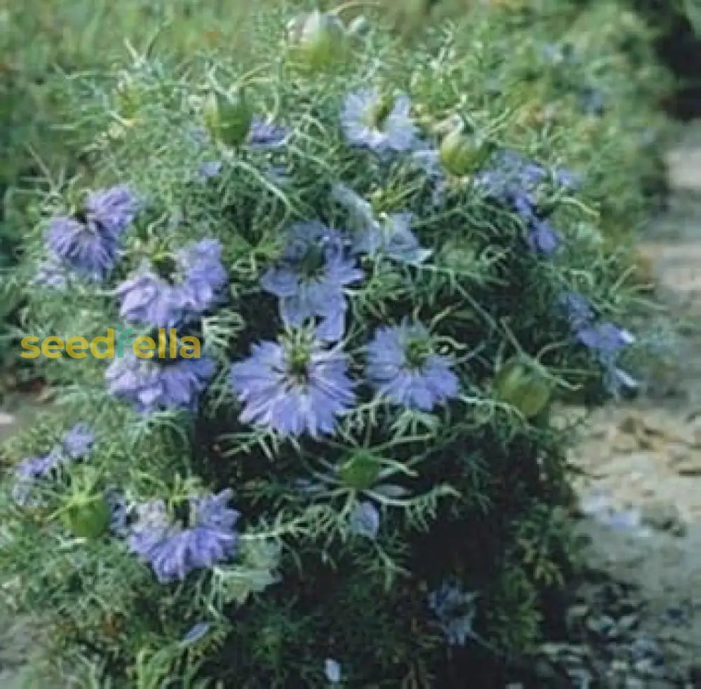 Blue Nigella Jekyll Seeds For Planting Flower