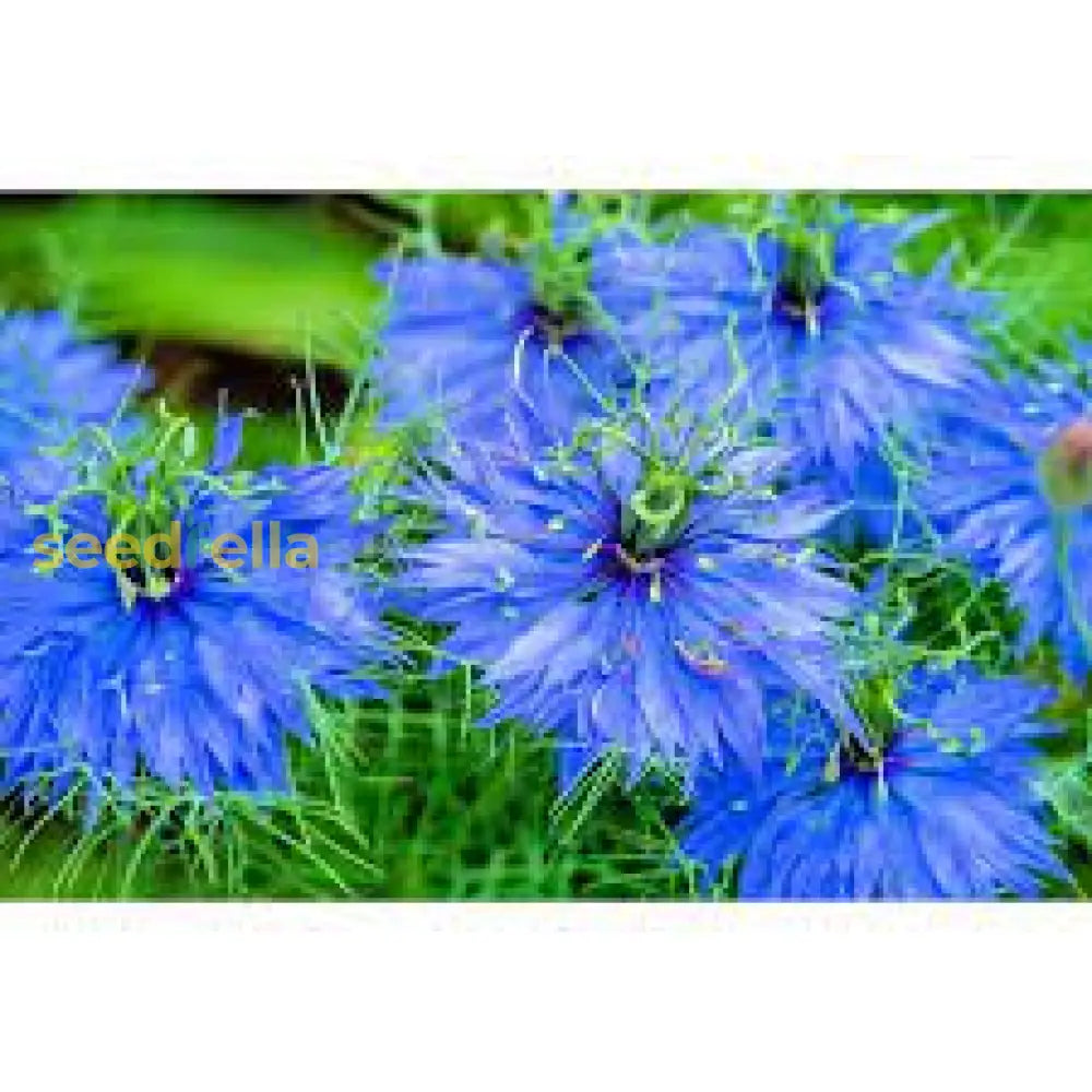 Blue Nigella Jekyll Seeds For Planting Flower