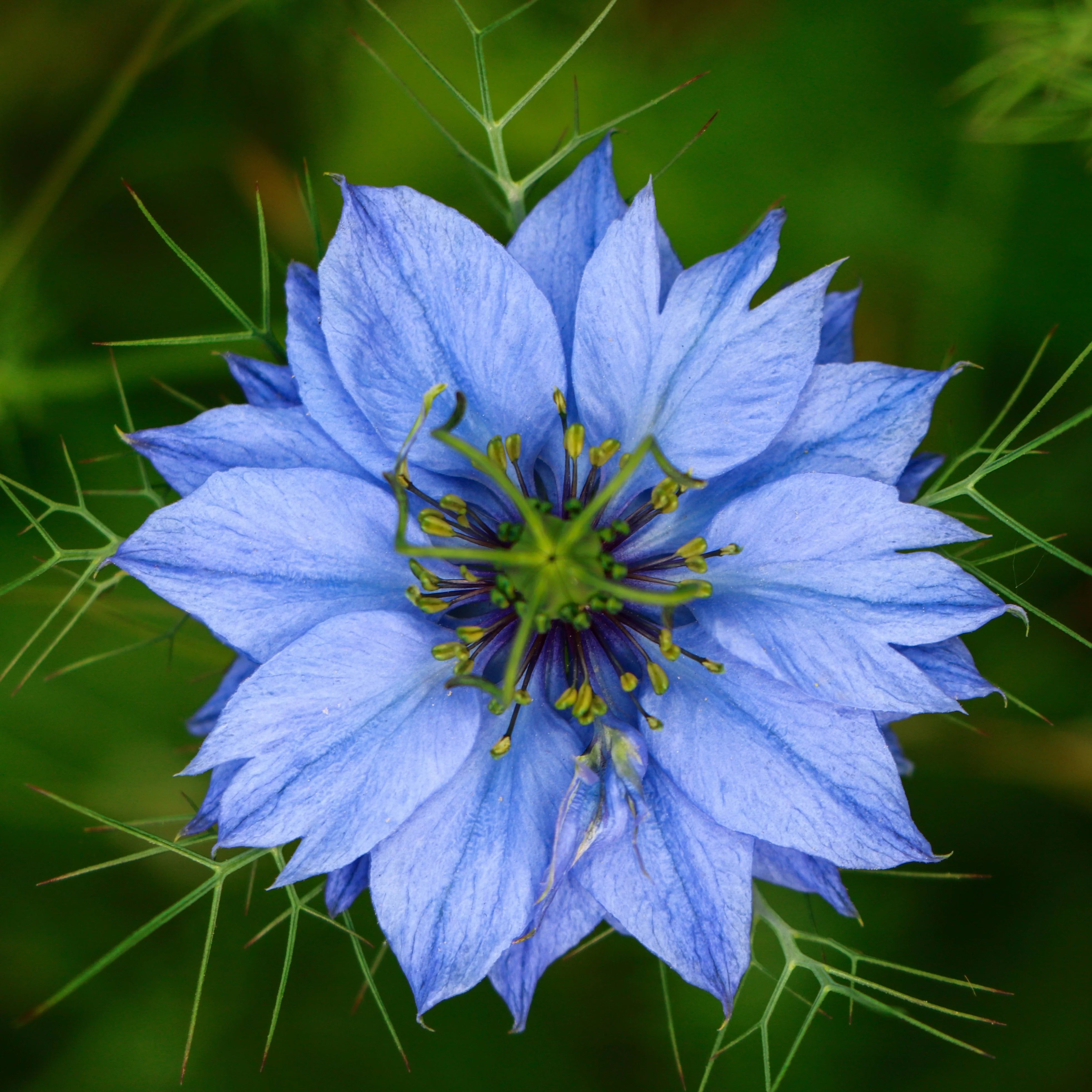 Blue Nigella Jekyll Seeds for Planting