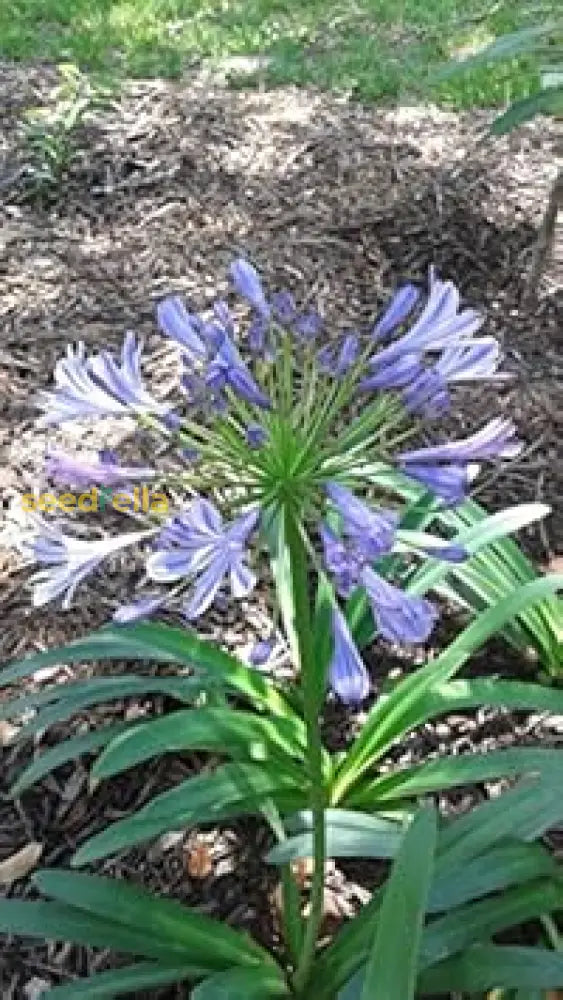 Blue Nile Agapanthus Seeds For Planting - Premium Flower