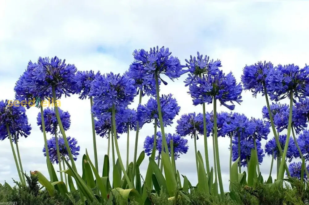 Blue Nile Agapanthus Seeds For Planting - Premium Flower