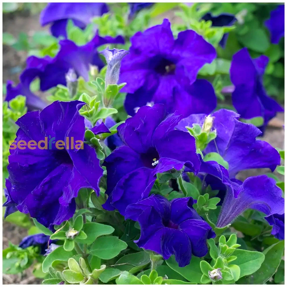 Blue Oblique Petunia Flower Seeds - Planting For Stunning Gardens