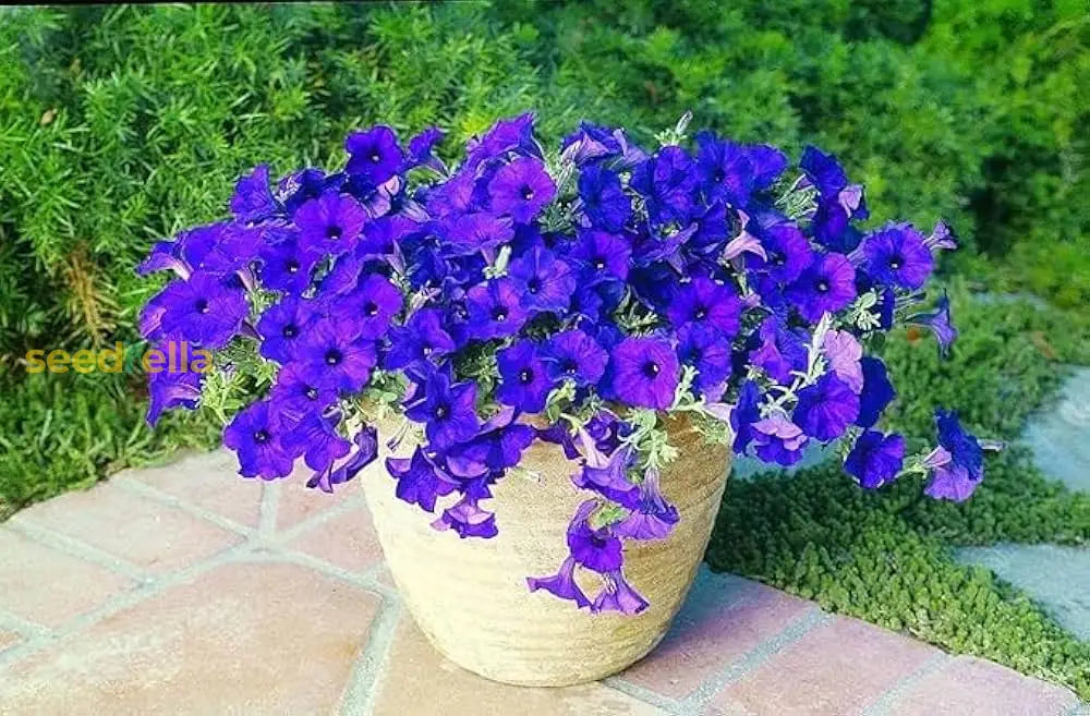 Blue Oblique Petunia Flower Seeds - Planting For Stunning Gardens