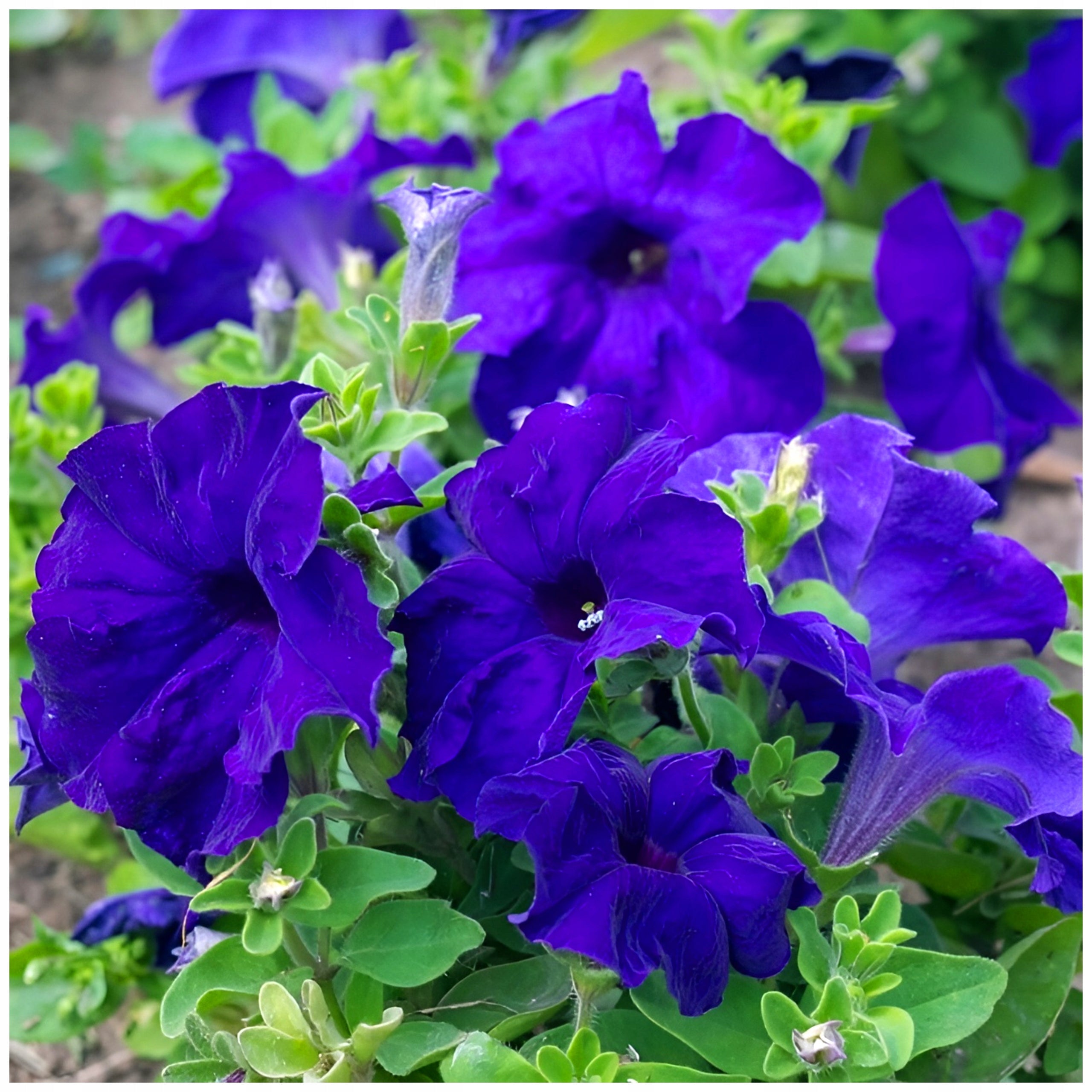 Blue Oblique Petunia Seeds for Planting