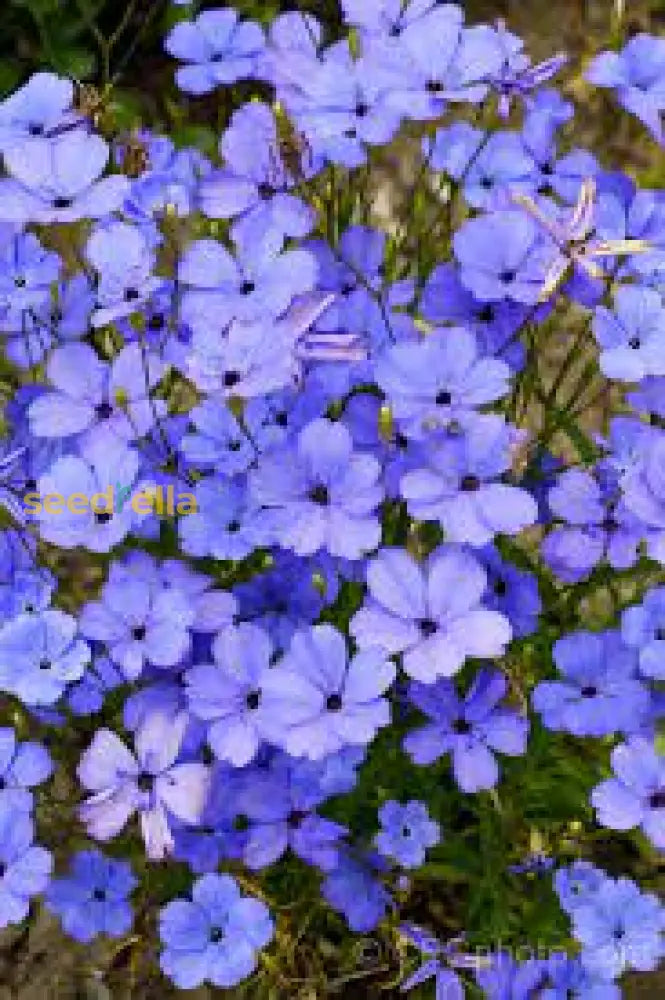 Blue Oculata Flower Seeds For Planting