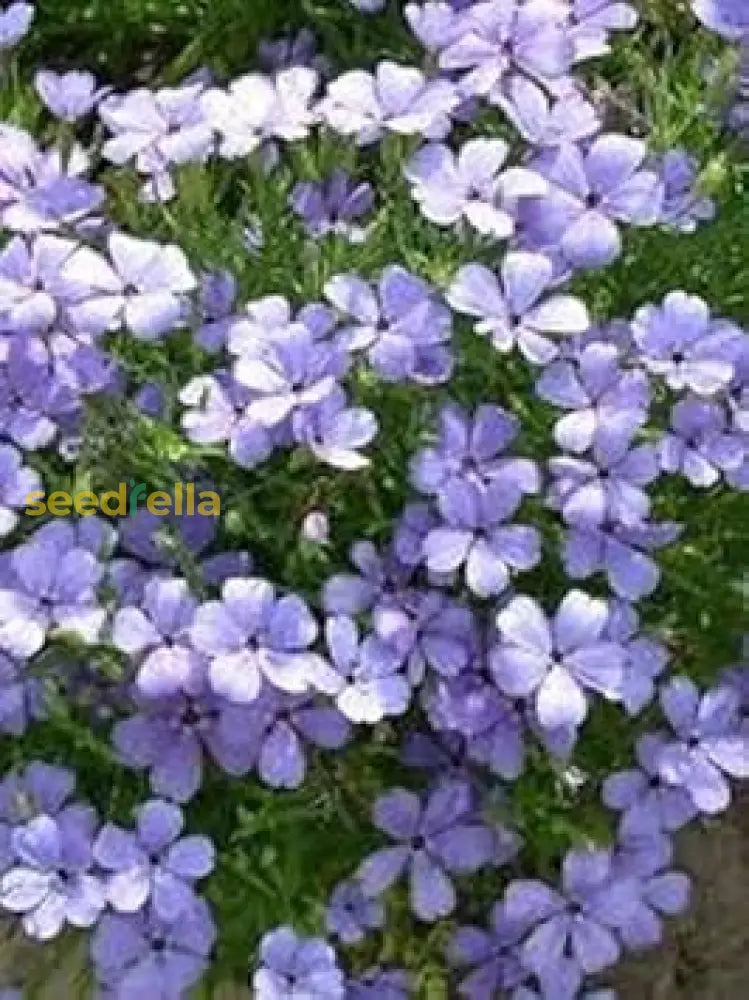 Blue Oculata Flower Seeds For Planting