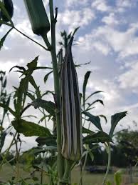 Blue okra pods developing on plant