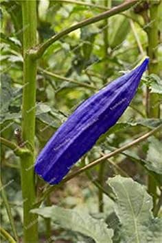 Blue okra seeds for planting in home gardens