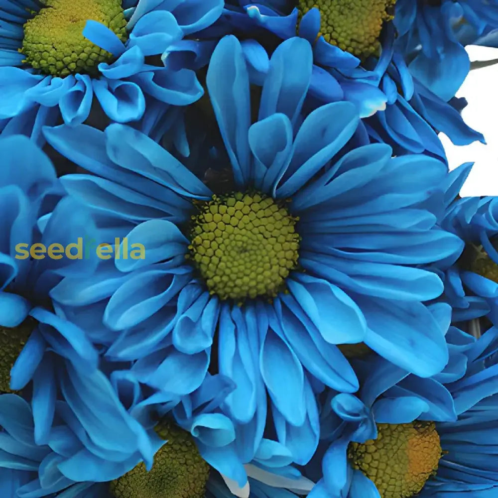 Blue Osteospermum Seeds For Planting - Add Stunning Blooms To Your Garden