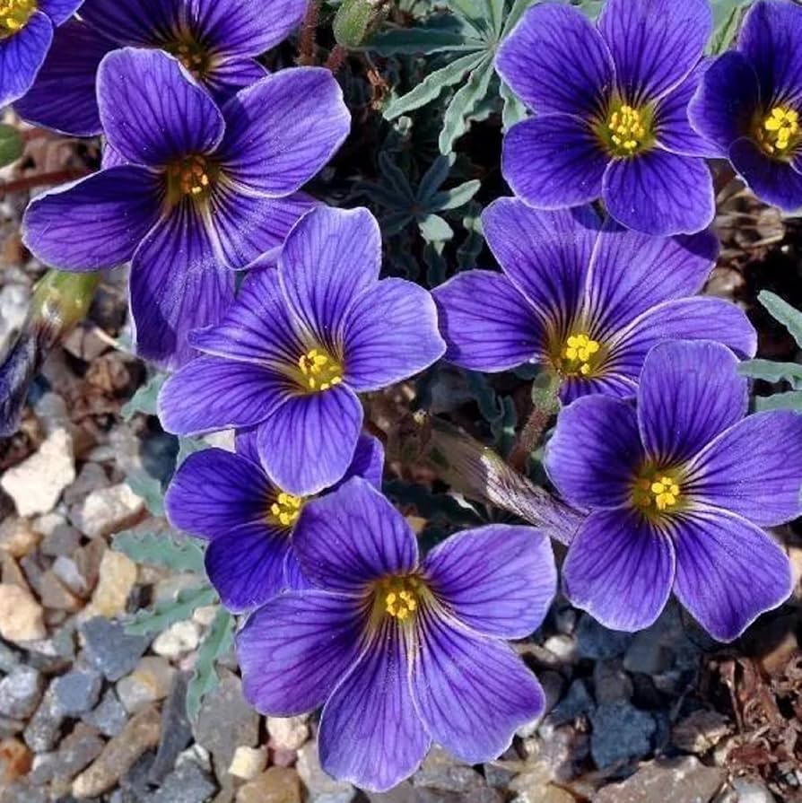 Blue Oxalis Laciniata Flower Seeds for Planting