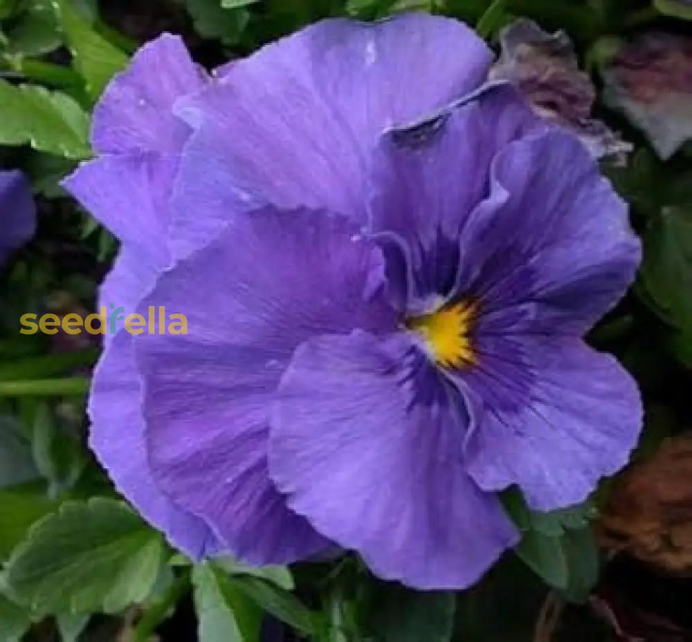 Blue Pansy Flower Seeds For Planting Guide