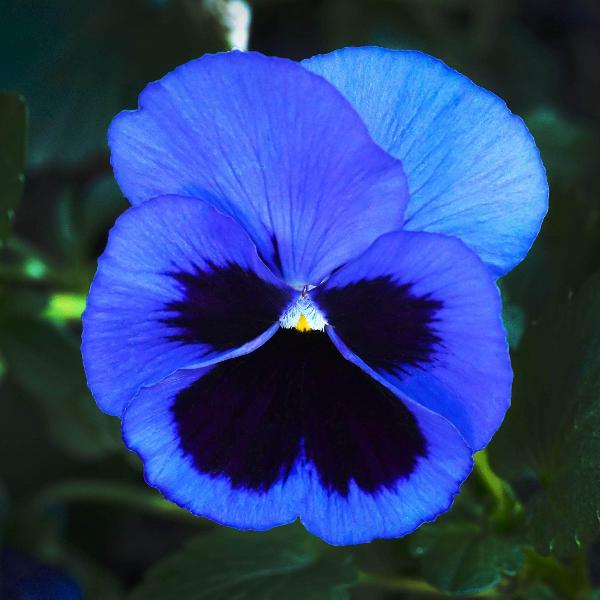 Blue Pansy Flower Seeds for Planting