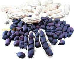 Blue Peanut high yield groundnut seeds