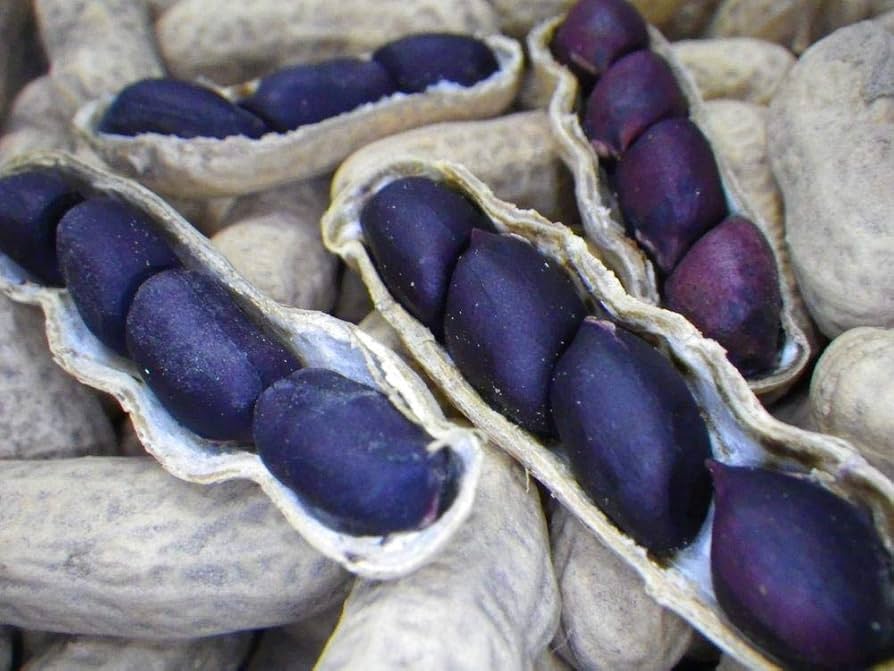 Blue Peanut heirloom seeds variety
