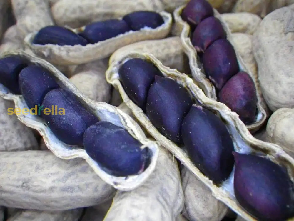 Blue Peanut Seeds – Ideal For Planting Vegetable Seeds