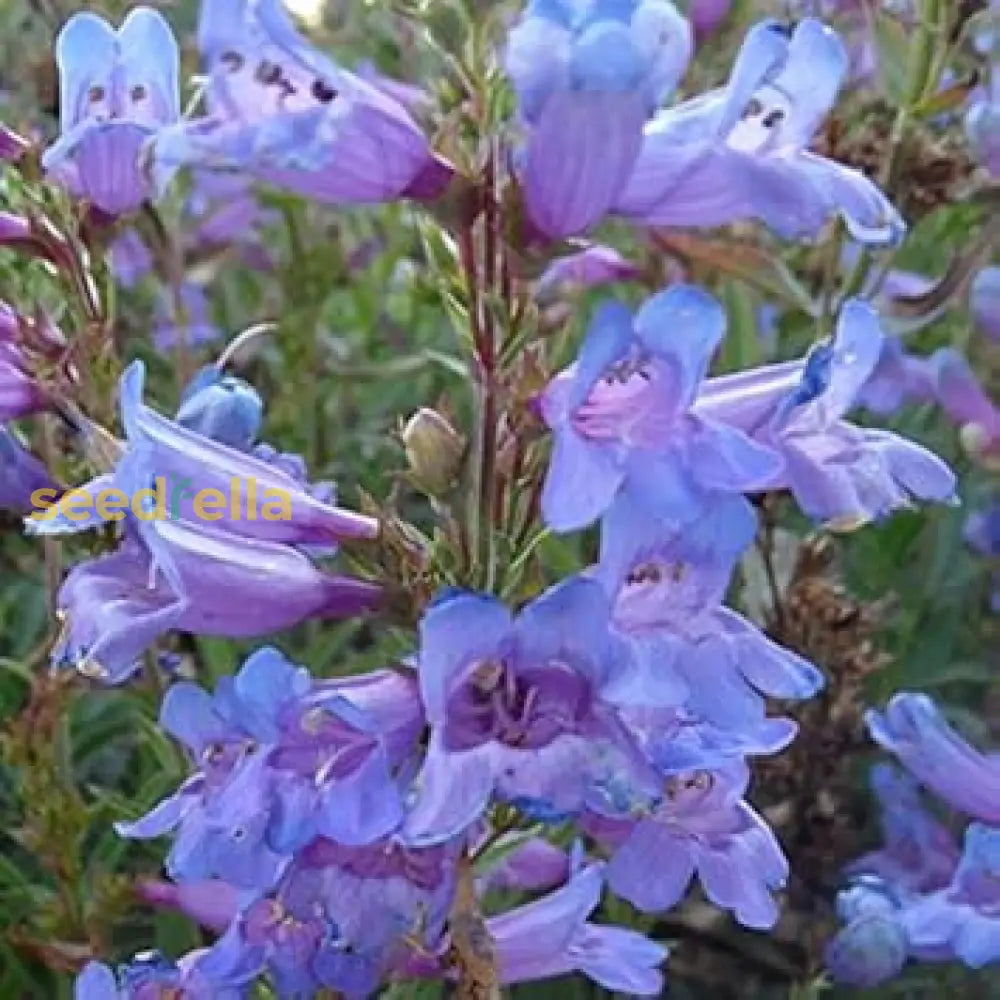 Blue Penstemon Barbatus Flower Seeds For Easy Planting Tips