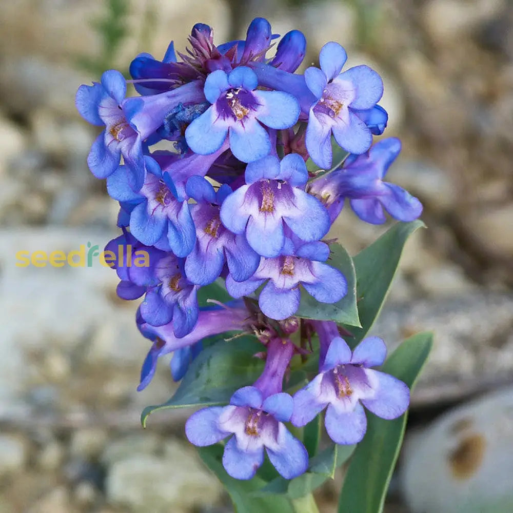 Blue Penstemon Barbatus Flower Seeds For Easy Planting Tips