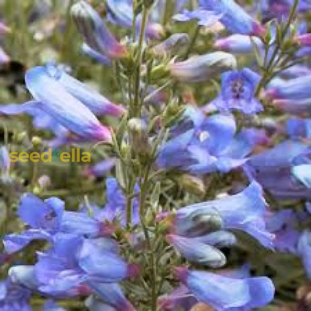 Blue Penstemon Seeds For Planting Flower