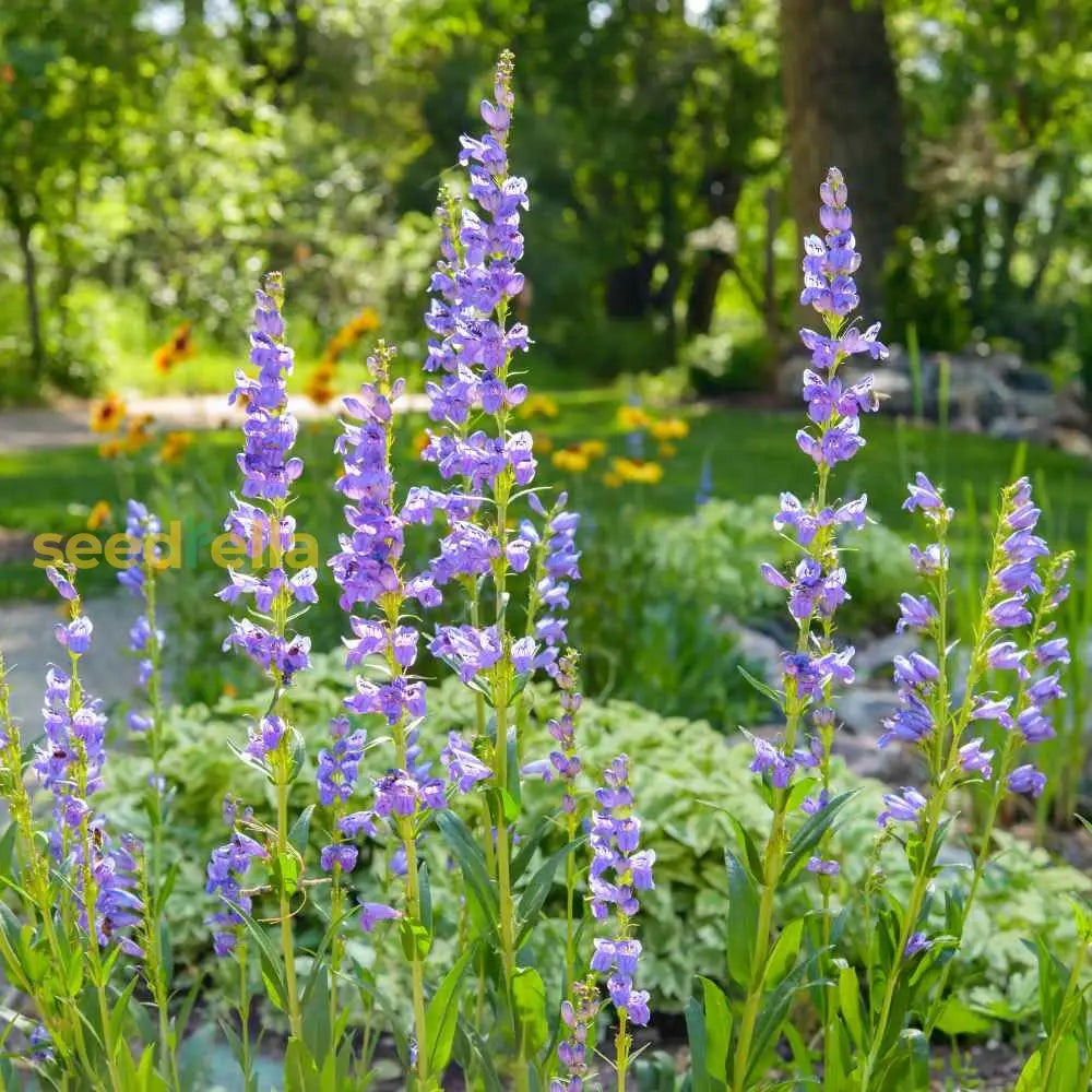 Blue Penstemon Strictus Flower Seeds For Planting